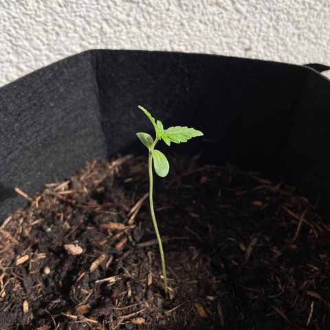 Eddy #1 growlog timeline photo