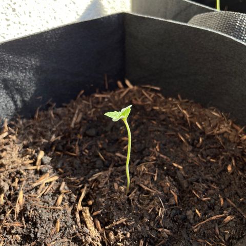 Berry #1 growlog timeline photo