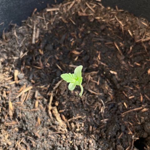 Berry #1 growlog timeline photo