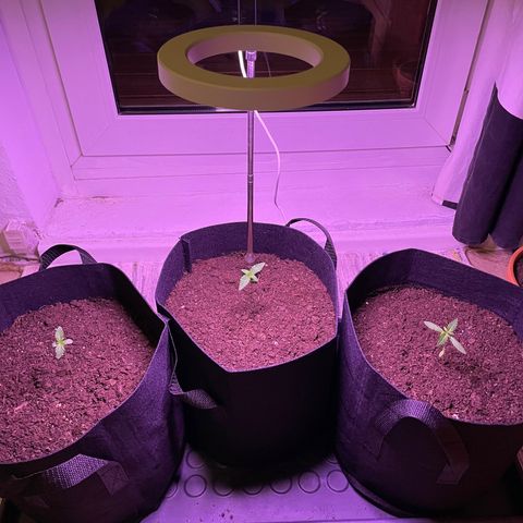 Berry #1 growlog photo: Night light supplement setup