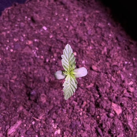 Berry #1 growlog timeline photo