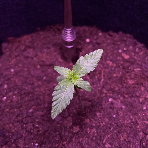 Eddy #1 growlog timeline photo