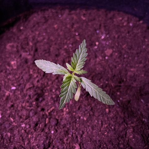 Jack #1 growlog timeline photo