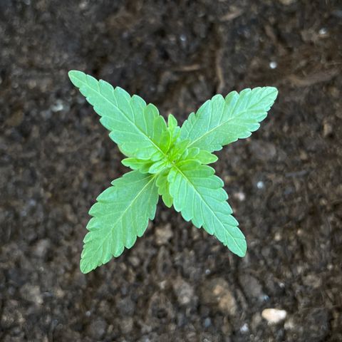 Eddy #1 growlog timeline photo