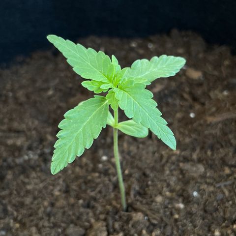 Eddy #1 growlog timeline photo