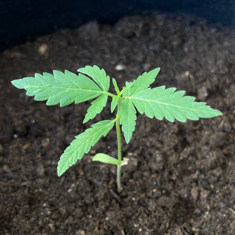 Jack #1 growlog timeline photo