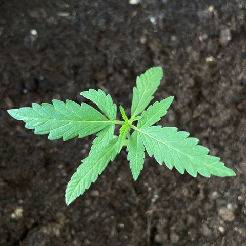 Jack #1 growlog timeline photo