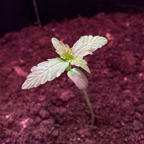 Berry #1 growlog timeline photo