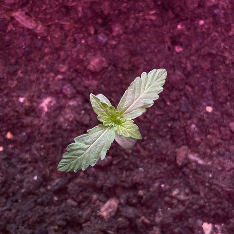 Berry #1 growlog timeline photo
