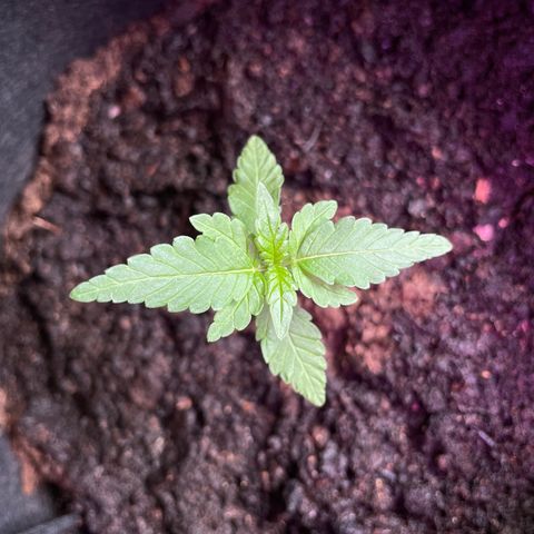 Eddy #1 growlog timeline photo