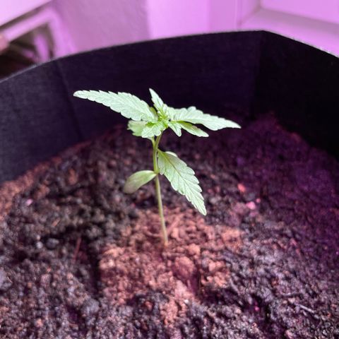 Eddy #1 growlog timeline photo