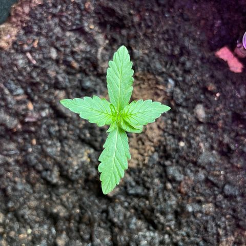 Berry #1 growlog timeline photo