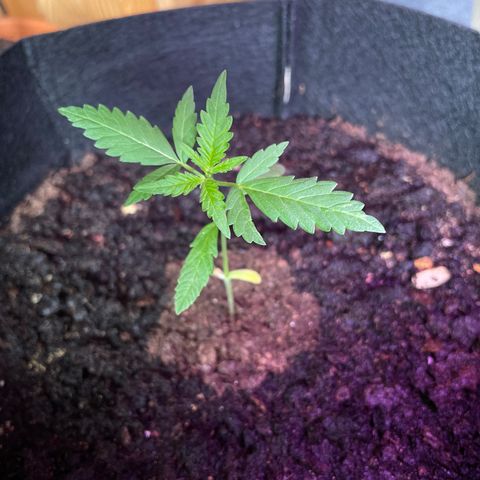 Jack #1 growlog timeline photo