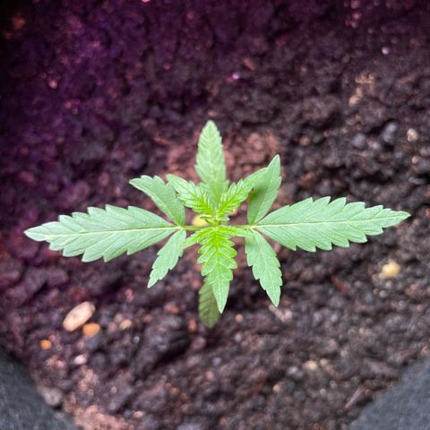 Jack #1 growlog timeline photo