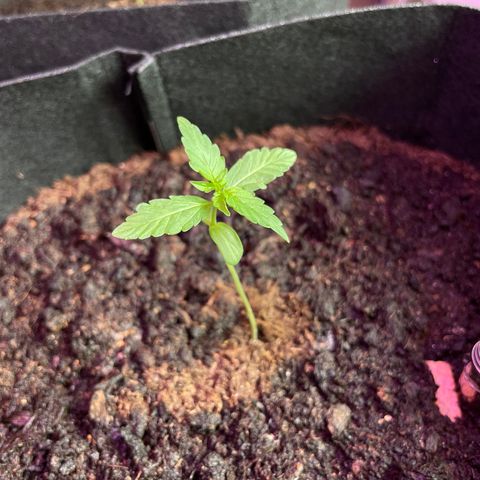 Berry #1 growlog timeline photo