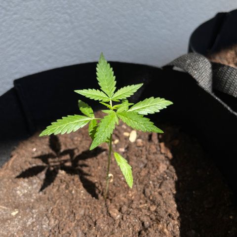 Jack #1 growlog timeline photo