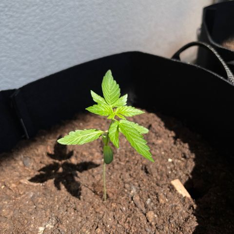 Berry #1 growlog timeline photo