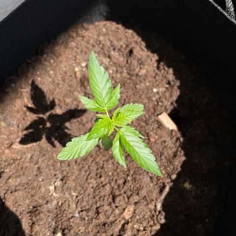 Berry #1 growlog timeline photo