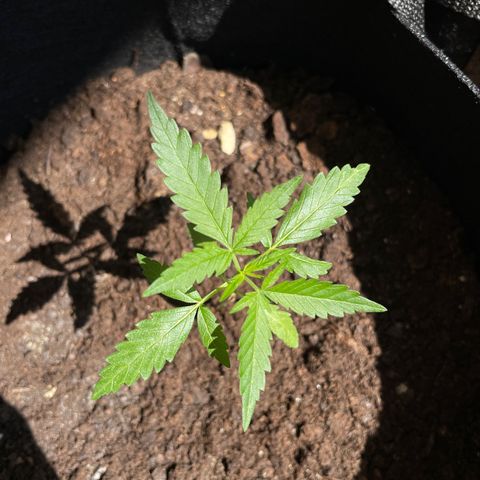 Jack #1 growlog timeline photo