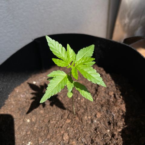 Eddy #1 growlog timeline photo