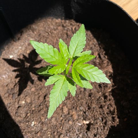 Eddy #1 growlog timeline photo