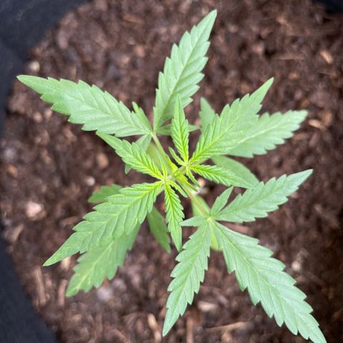 Jack #1 growlog timeline photo