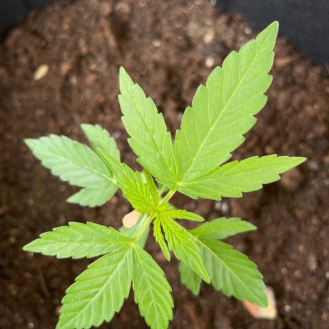 Berry #1 growlog timeline photo