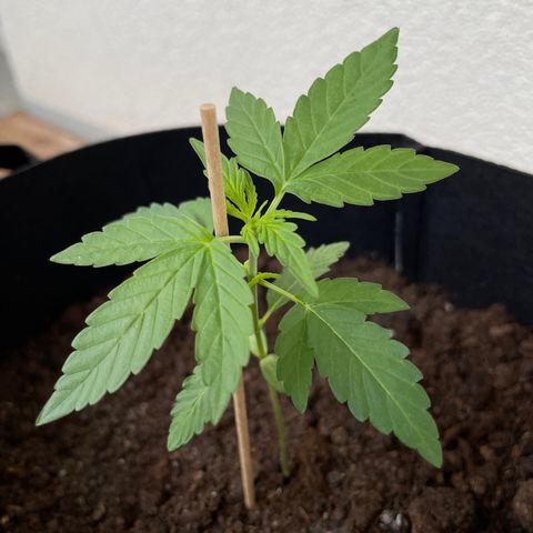Berry #1 growlog timeline photo