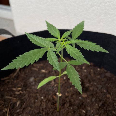 Jack #1 growlog timeline photo