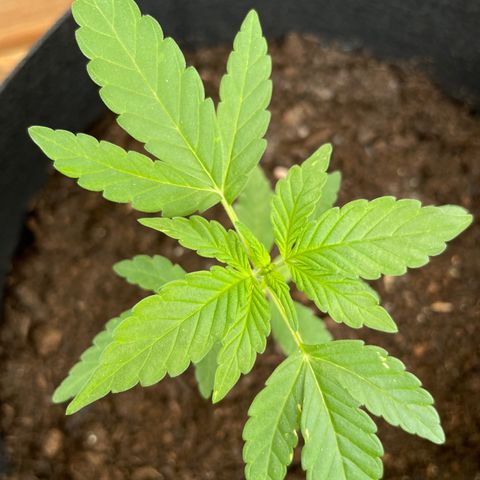 Eddy #1 growlog timeline photo