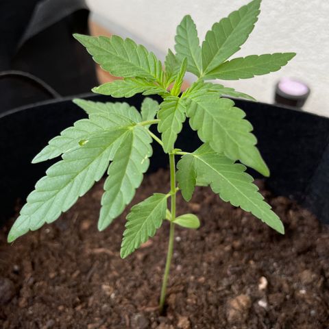 Eddy #1 growlog timeline photo