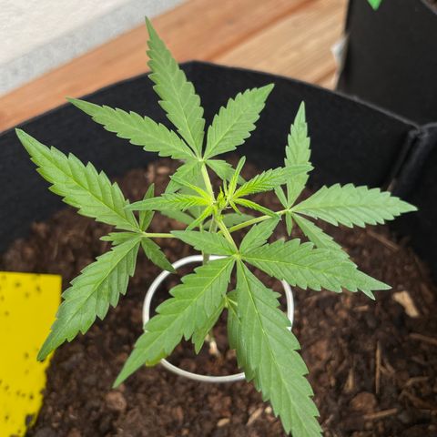 Jack #1 growlog timeline photo