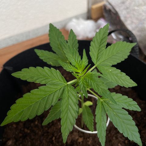 Eddy #1 growlog timeline photo