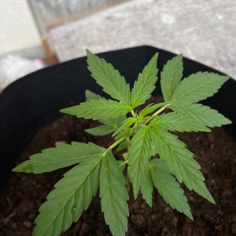 Berry #1 growlog timeline photo