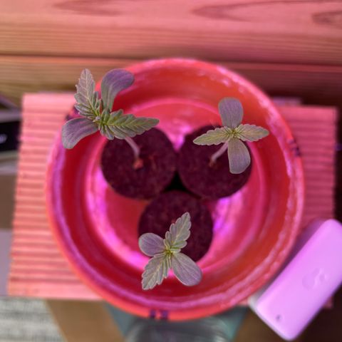 ZZ-Top growlog timeline photo