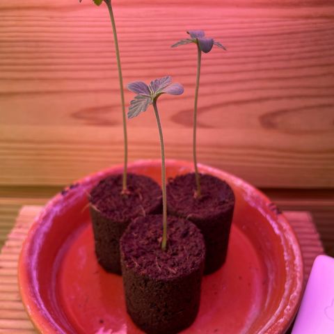ZZ-Top growlog timeline photo