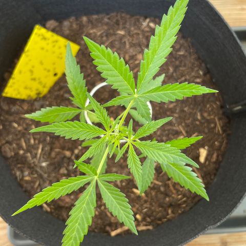 Jack #1 growlog timeline photo