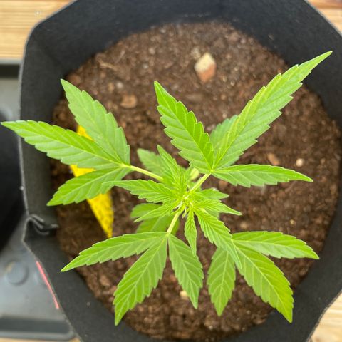 Berry #1 growlog timeline photo