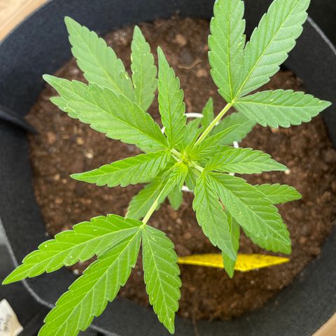Eddy #1 growlog timeline photo