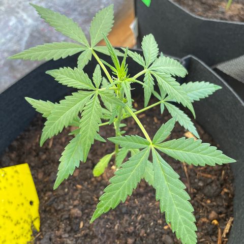 Jack #1 growlog timeline photo