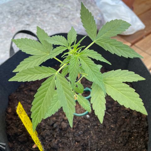 Berry #1 growlog timeline photo