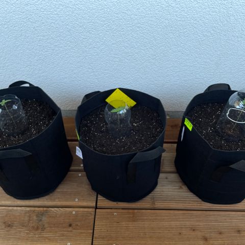 ZZ-Top growlog timeline photo