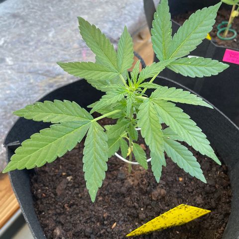 Eddy #1 growlog timeline photo