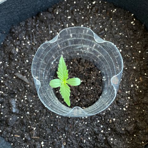 Northern Light growlog timeline photo