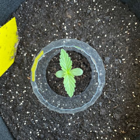 Buddy growlog timeline photo