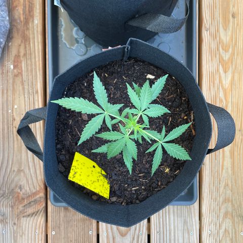 Jack #1 growlog timeline photo