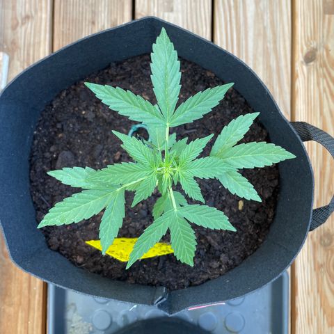 Berry #1 growlog timeline photo