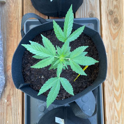 Eddy #1 growlog timeline photo