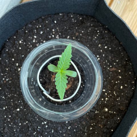 ZZ-Top growlog timeline photo