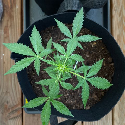 Jack #1 growlog timeline photo